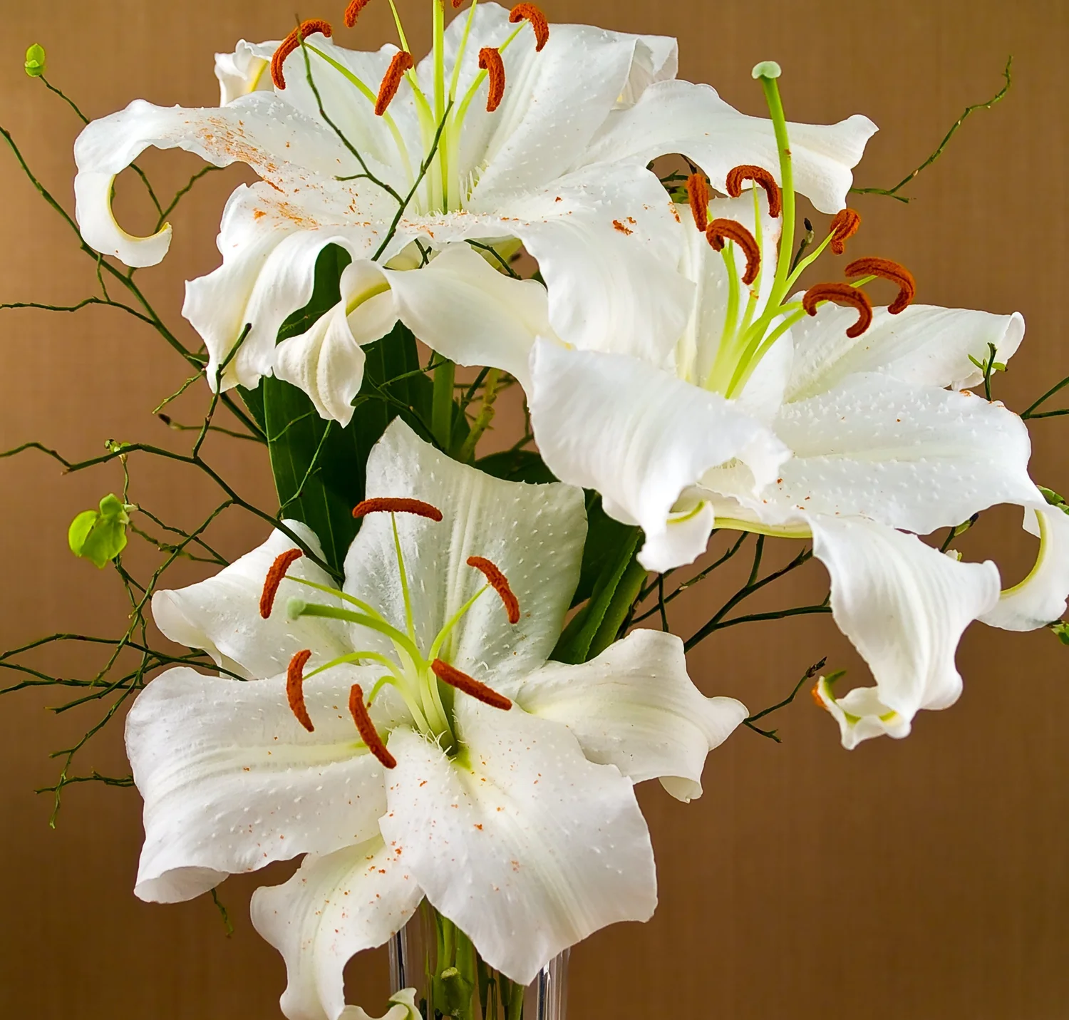 Lilium 'Casa Blanca' - Omnia Botanica